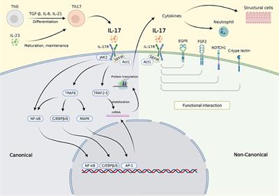 Pharmacological Rationale for Targeting IL-17 in Asthma